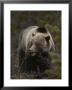 A Grizzly Wanders Through The Forest Looking For A Meal by Michael S. Quinton Limited Edition Pricing Art Print