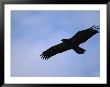 Silhouetted Golden Eagle In Flight Over Adak Island by Joel Sartore Limited Edition Print