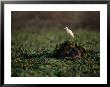 Hippopotamus Submerged In Duckweed With Egret On Its Head by Chris Johns Limited Edition Print