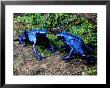 Blue Poison-Dart Frogs by George Grall Limited Edition Print