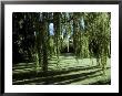 Weeping Willow Casts Long, Cool Shadows Onto A Garden Lawn, Australia by Jason Edwards Limited Edition Print