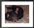 Tasmanian Devils Rest In A Hollow Log With Feathers Left From A Meal, Australia by Jason Edwards Limited Edition Print