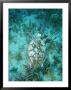 An Endangered Hawksbill Turtle, Eretmochelys Imbricata, Swimming by Brian J. Skerry Limited Edition Pricing Art Print