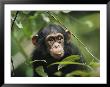 A Young Chimpanzee Peeks Through The Leaves Of The Tai Forest by Michael Nichols Limited Edition Pricing Art Print