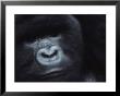 A Silverback Mountain Gorilla by Michael Nichols Limited Edition Print