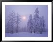 Snow Blankets Trees On Diamond Peak by Phil Schermeister Limited Edition Print