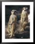 Two Meerkats Stand Guard Outside Their Den by Nicole Duplaix Limited Edition Print