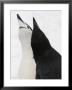 A Courtship Display By Two Chin Strap Penguins by Ralph Lee Hopkins Limited Edition Pricing Art Print