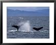 Tail Flukes Of Diving Humpback Whales As They Feed by Ralph Lee Hopkins Limited Edition Print