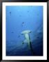 A Scalloped Hammerhead Shark Photographed From Beneath by Wolcott Henry Limited Edition Print