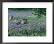 A Field Of Violets by Raymond Gehman Limited Edition Print