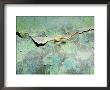 Rusty Crack In Layers Of Paint On Old Truck by David Evans Limited Edition Print