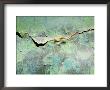 Rusty Crack In Layers Of Paint On Old Truck by David Evans Limited Edition Pricing Art Print