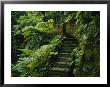 Stone Steps And A Path Cut Through Dense Jungle And Palm Trees by Eightfish Limited Edition Print