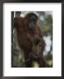 A Former Captive Orangutan And Her Baby, Which Was Born In The Wild by Michael Nichols Limited Edition Pricing Art Print
