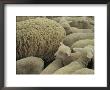 Sheep And Lambs In Pen by Joel Sartore Limited Edition Print
