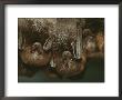 A Group Of Rodrigues Fruit Bats Hanging Upside Down by Joel Sartore Limited Edition Pricing Art Print
