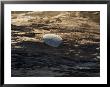 Close-Up Of A Stone On A Piece Of Driftwood, Block Island, Rhode Island by Todd Gipstein Limited Edition Pricing Art Print
