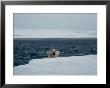 A Wet Polar Bear Sticks His Head Up Above The Ice by Paul Nicklen Limited Edition Print