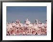 A Crowd Of Lesser Flamingos Gathered On The River by Beverly Joubert Limited Edition Print