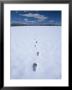 Footsteps In The Snow, Nevada by Bill Hatcher Limited Edition Pricing Art Print