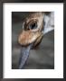 A Giraffe Sticks Its Tongue Out For The Camera by Wolcott Henry Limited Edition Print