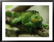Crested Iguana Perched On A Tree Branch by Tim Laman Limited Edition Print