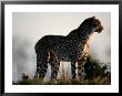 A Portrait Of An African Cheetah Looking Into The Distance by Chris Johns Limited Edition Print