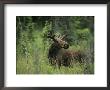 A Moose Stands In Tall Grass by Melissa Farlow Limited Edition Pricing Art Print