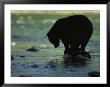 Black Bear Perched On Rock Watching For Fish by Joel Sartore Limited Edition Pricing Art Print