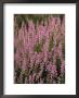 Heather In Bloom On Hiddensee Island by Norbert Rosing Limited Edition Print