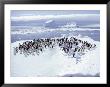 A Group Of Adelie Penguins, Pygoscelis Adeliae, Stand On An Ice Floe by Bill Curtsinger Limited Edition Print