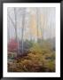 Japanese Maple Trees In The Fog by Darlyne A. Murawski Limited Edition Pricing Art Print
