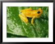 Close View Of A Yellow Tree Frog (Hyla Imbricata) by George Grall Limited Edition Print