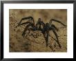 Mygalomorph Spider by Jason Edwards Limited Edition Print