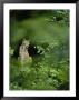 Lynx In Woodland by Norbert Rosing Limited Edition Print