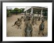 A Group Of Kangaroos Look Confused by Joe Scherschel Limited Edition Pricing Art Print