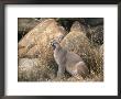 A Caracal Yawns by Beverly Joubert Limited Edition Print