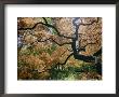 The Gnarled Branches Of A Japanese Maple Tree In Spring by Darlyne A. Murawski Limited Edition Print