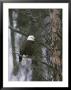 A Bald Eagle Perches Majestically On A Douglas Fir by Michael S. Quinton Limited Edition Pricing Art Print