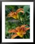 View Of A Tiger Lily by Taylor S. Kennedy Limited Edition Pricing Art Print