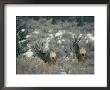Two Mule Deer Seen From Behind In Falling Snow by Michael S. Quinton Limited Edition Print