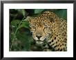 A Jaguar Pauses In The Foliage by Steve Winter Limited Edition Print