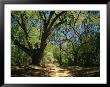 A Dirt Road Through A Forest Passes A Large Tree With Spanish Moss by Raymond Gehman Limited Edition Print