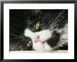 Close View Of Black-And-White Short-Haired Cat by Brian Gordon Green Limited Edition Print