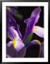 Close View Of A Domesticated Iris by Marc Moritsch Limited Edition Print