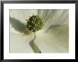 Close View Of A Dogwood Blossom by Darlyne A. Murawski Limited Edition Print