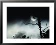 Dead Tree Silhouetted Against A Full Moon by Michael S. Quinton Limited Edition Print