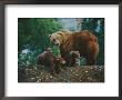 A Mother Grizzly Bear Looks Over Her Shoulder As Her Cubs Sit At Her Feet by Joel Sartore Limited Edition Print