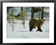 A Brown Bear Walks Over The Snow by Mattias Klum Limited Edition Print